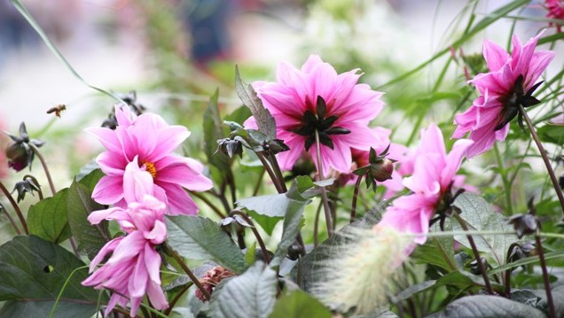 Blumen in der Innenstadt