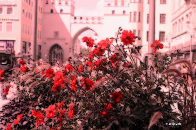 rote Blumen