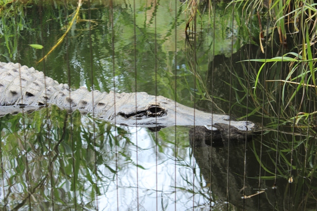 Krokodil im Wasser