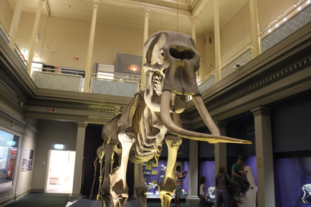 Mammut Skelett