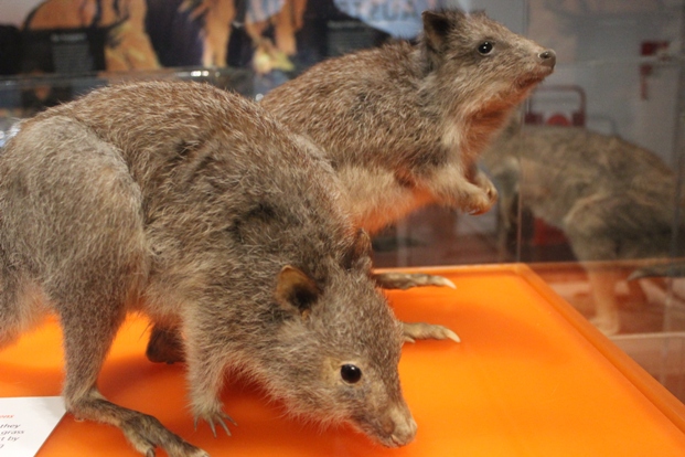 Nagetiere