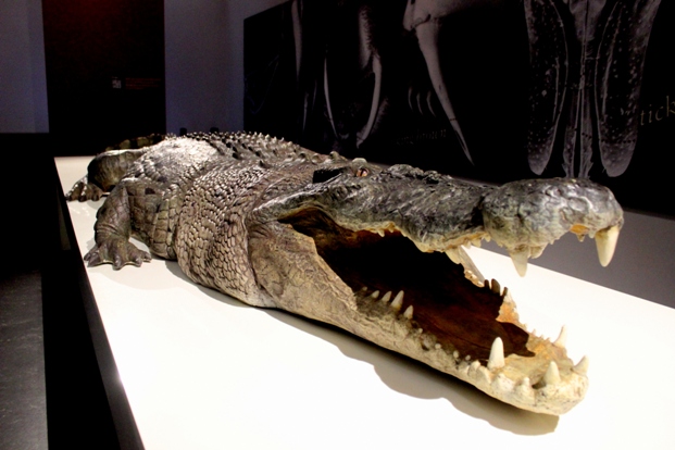 Reptilien