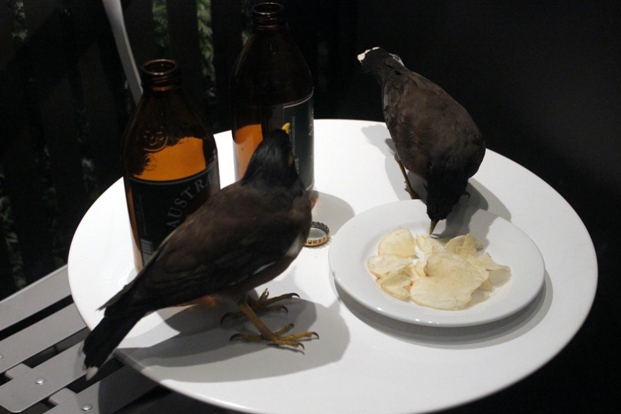 Vögel
