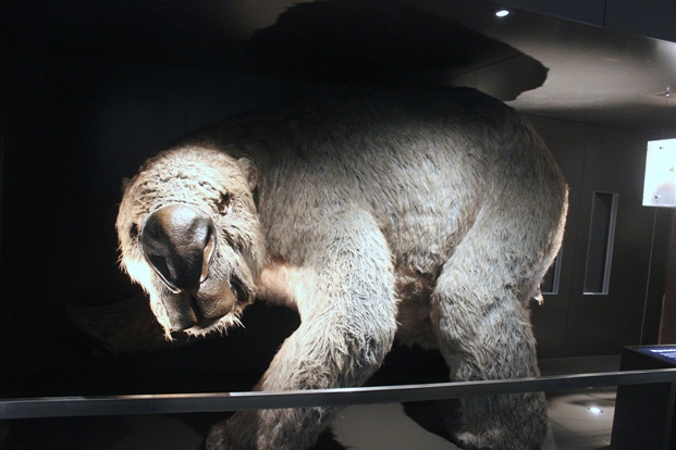 Wombat