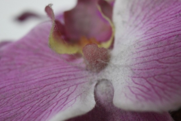Blüte einer Orchidee