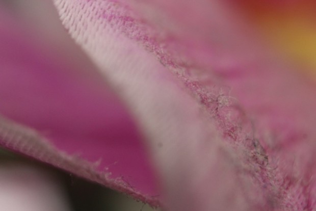 Blütenblätter der Orchidee