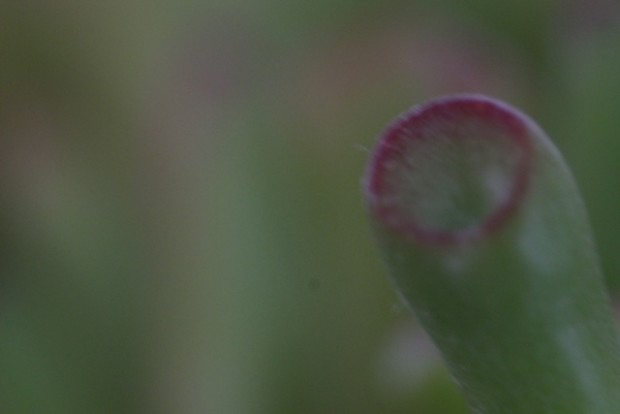 Brennweite 100mm
