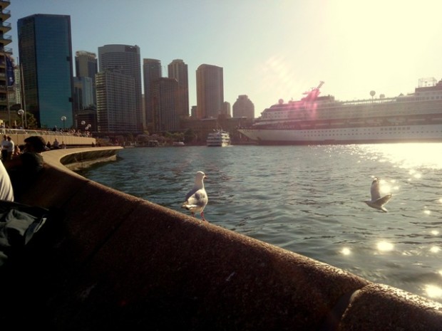 Möwe am Circular Quay