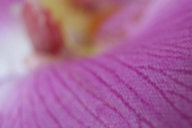 Orchideenblüte
