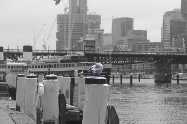Möwe in Sydney