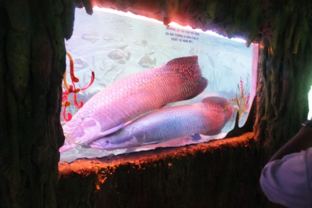 Suoi Tien Aquarium