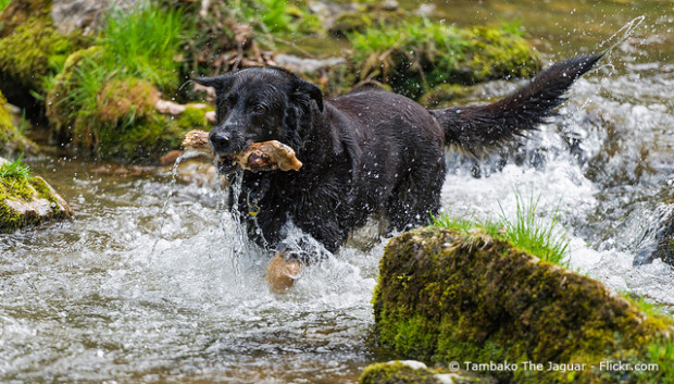 Black Dog running in the river