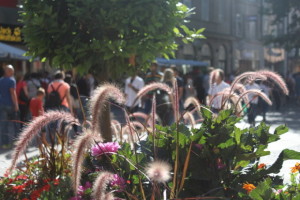 Blumen in der Innenstadt