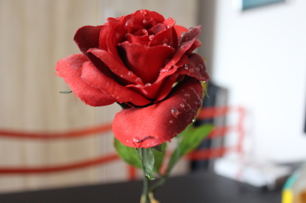 Rose an Valentinstag